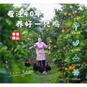 铜梁黑鸡果园林下慢养400天老母鸡3斤± 0.5斤