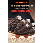 高山羊肚菌
